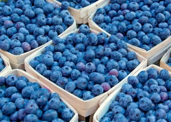 Record d’exportations : Le Maroc affirme sa domination sur le marché mondial des myrtilles