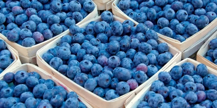 Record d’exportations : Le Maroc affirme sa domination sur le marché mondial des myrtilles