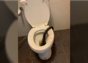Un Python mord les testicules d’un jeune homme aux toilettes