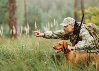 L’Agence Nationale des Eaux et Forêts lance le portail « MASYAD » dédié à la chasse.