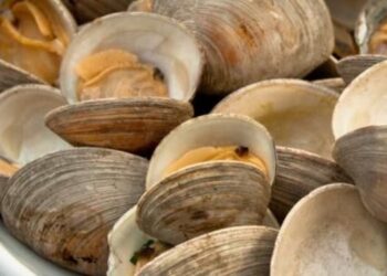 Interdiction de la récolte et de la vente de coquillages dans la région d’Essaouira