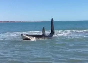 L’attaque d’un requin à Dakhla menace le tourisme et le windsurf