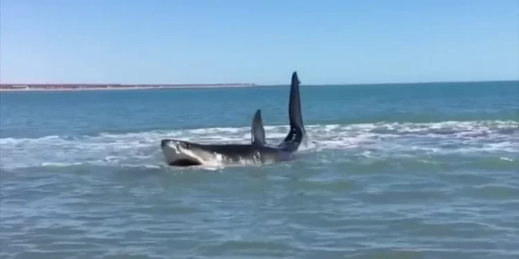 L’attaque d’un requin à Dakhla menace le tourisme et le windsurf