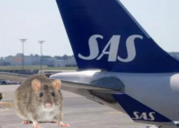 Un rat force un avion à un atterrissage d’urgence