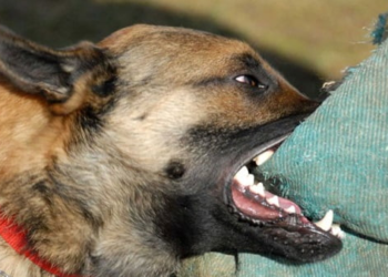 Un chien enragé tue deux enfants à Kénitra