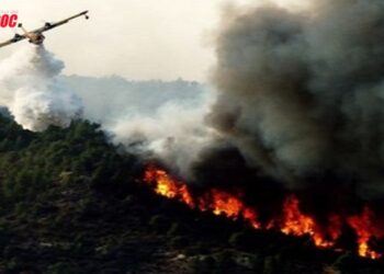 Baisse significative des incendies de forêt au Maroc en 2024