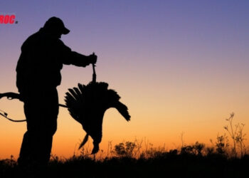 L’Agence Nationale des Eaux et Forêts dévoile le bilan des infractions de chasse illégale