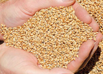 Hausse record des prix du blé : quelles conséquences pour le Maroc ?