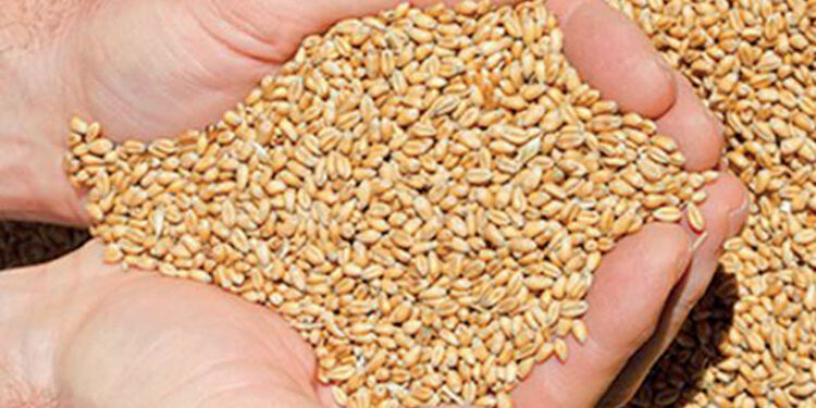 Hausse record des prix du blé : quelles conséquences pour le Maroc ?