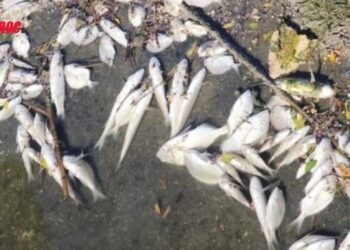 Poissons morts embouchure oued Ksar Sghir