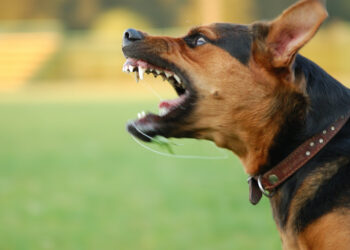 Un jeune homme de 24 ans meurt de la rage après une morsure de son chien contaminé