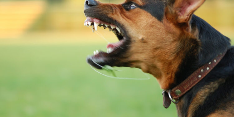 Un jeune homme de 24 ans meurt de la rage après une morsure de son chien contaminé