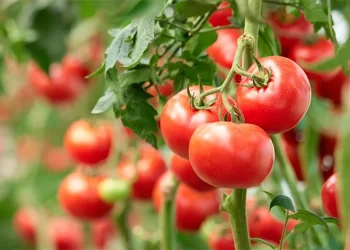 Tomates marocaines : un succès mondial malgré les défis européens