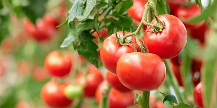 Tomates marocaines : un succès mondial malgré les défis européens