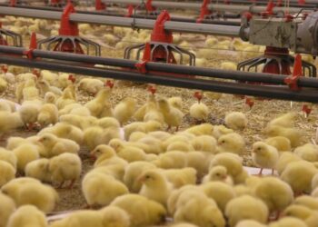 Flambée des prix du poulet : les éleveurs réclament une exonération douanière pour réduire les coûts