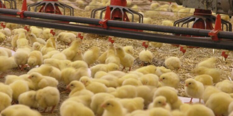 Flambée des prix du poulet : les éleveurs réclament une exonération douanière pour réduire les coûts