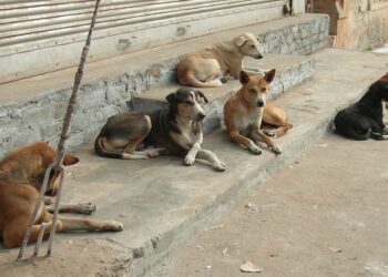 MONDIAL 2030: Le Maroc interpellé sur les droits de l’Homme et des Animaux