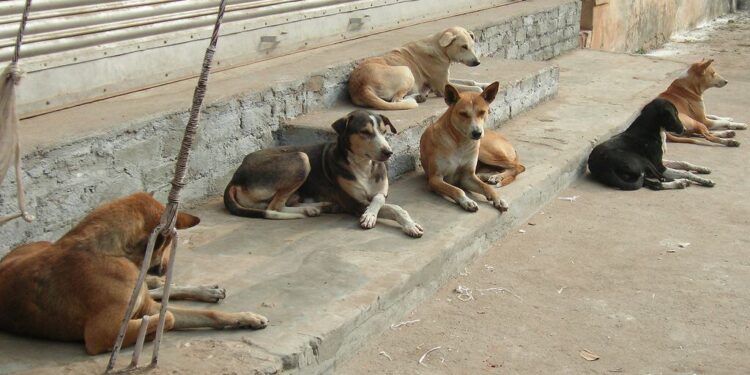 MONDIAL 2030: Le Maroc interpellé sur les droits de l’Homme et des Animaux