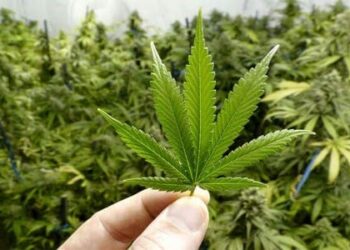 La culture du Cannabis légal va bien