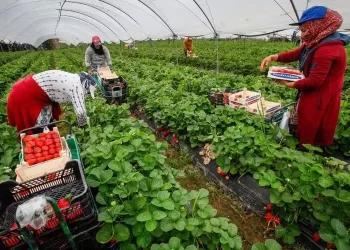 Huelva, en Espagne, recrute 4.000 ouvrières marocaines pour la récolte des fraises