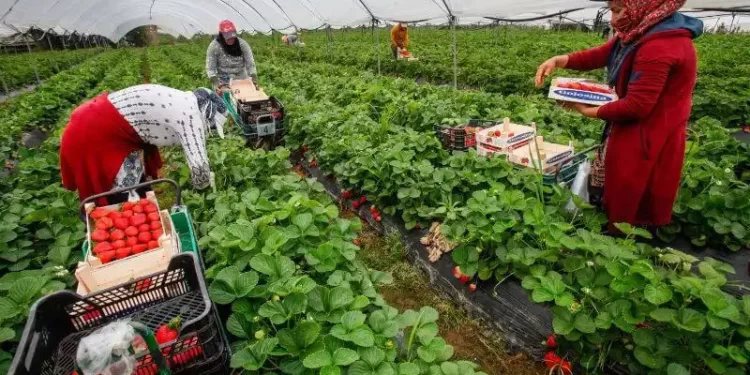 Huelva, en Espagne, recrute 4.000 ouvrières marocaines pour la récolte des fraises