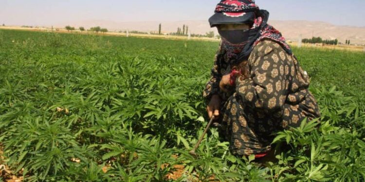 L’ANRAC prépare une vaste opération de retrait de licences liées à la production du cannabis