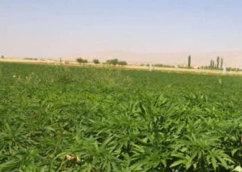 L’ANRAC prépare une vaste opération de retrait de licences liées à la production du cannabis