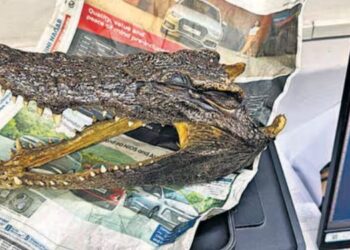 Delhi : Un canadien arrêté avec un crâne de crocodile