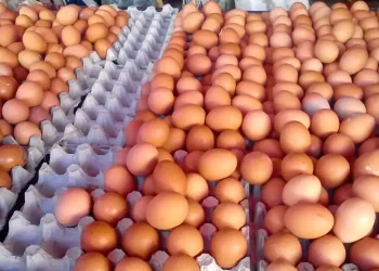 Hausse du prix des œufs : vers un Ramadan sous tension ?