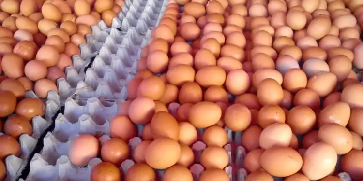 Hausse du prix des œufs : vers un Ramadan sous tension ?
