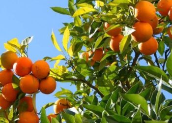 Le Maroc bat des records à l’export d’oranges vers les États-Unis en 2024