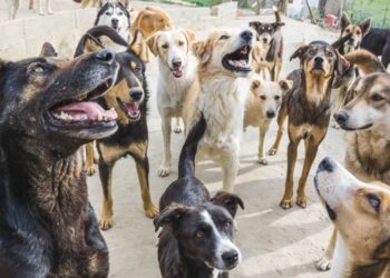 Fausse rumeur sur l&rsquo;abattage de 3 millions de chiens au Maroc