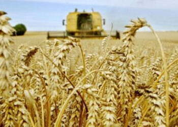 Les exportations agricoles russes vers le Maroc en forte hausse
