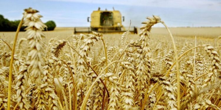 Les exportations agricoles russes vers le Maroc en forte hausse
