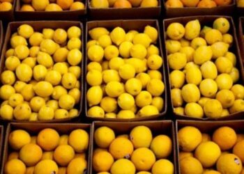 Arrivée du premier envoi d’agrumes marocains sur le marché japonais