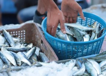 La révolution de la sardine : quand un vendeur de poisson bouscule le marché marocain