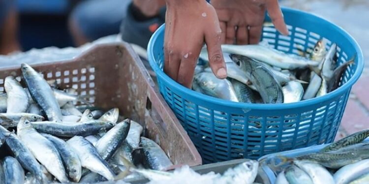 La révolution de la sardine : quand un vendeur de poisson bouscule le marché marocain