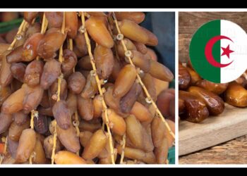 La vente de dattes Algériennes au Maroc suscite l’incompréhension