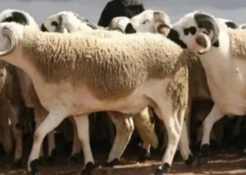 Les partis politiques saluent la décision Royale sur le sacrifice