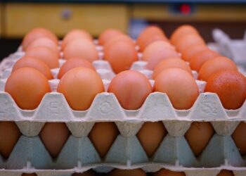 Le prix des œufs en forte hausse à l’approche du Ramadan