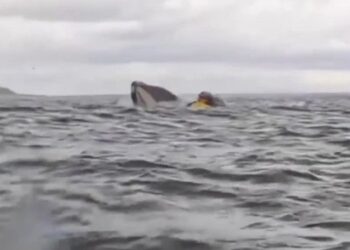 [Vidéo] Un kayakiste avalé par une baleine à bosse avant d’être relâché sain et sauf au Chili