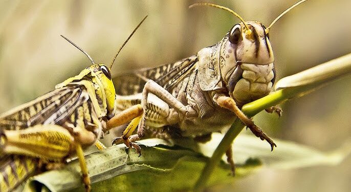 Les criquets arrivent pour rappeler de mauvais souvenirs