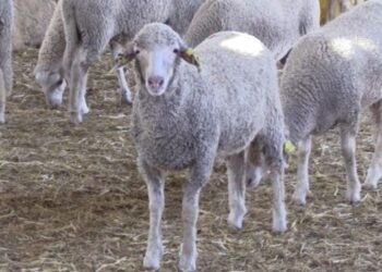 Le Maroc interdit l’abattage des femelles ovines et caprines jusqu’à fin Mars 2026