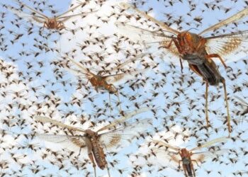 Privé : Le Maroc intensifie ses préparatifs pour faire face aux essaims de criquets pèlerins