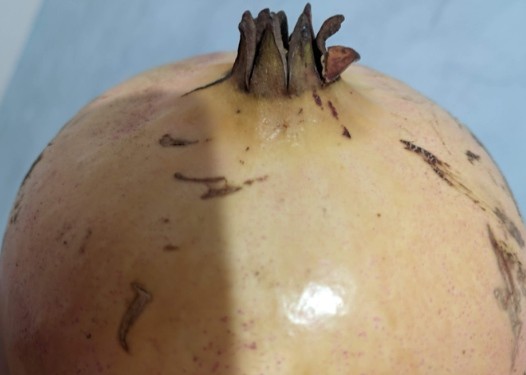 La Grenade : Le Super-Fruit qui Révolutionne Cœur, Mémoire et Peau