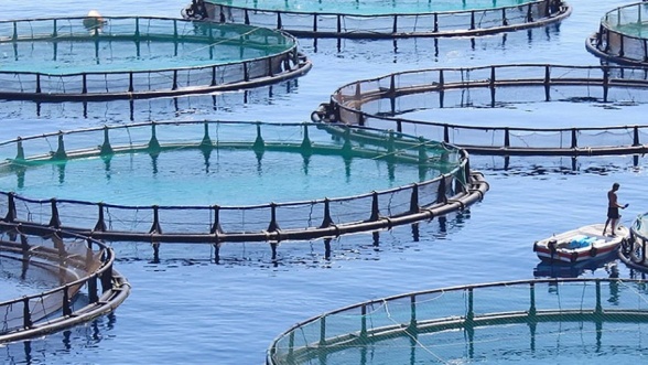 Aquaculture : sous l’impulsion de l’ANDA, le Maroc devient un modèle régional salué par la Banque mondiale