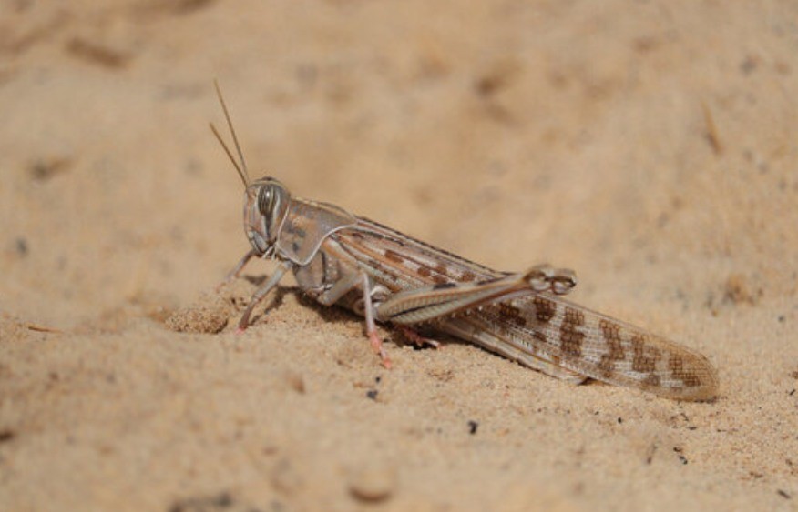 Alerte aux criquets à Laâyoune: invasion massive menace l&rsquo;économie agricole