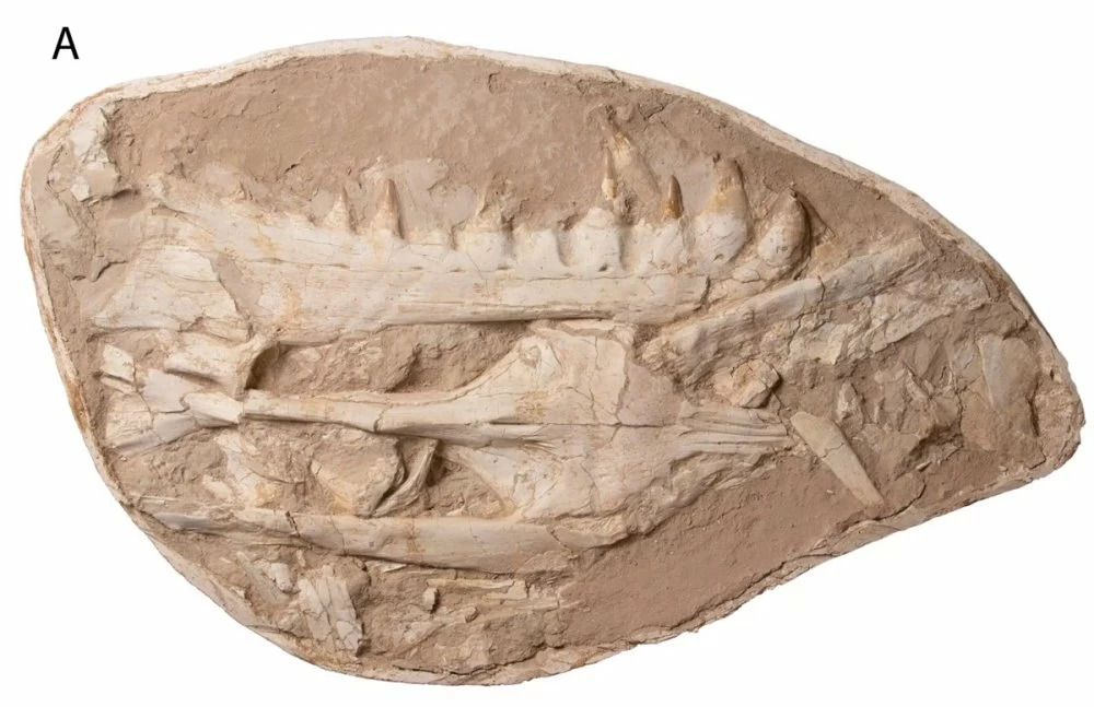 Au Maroc, découverte d’un mosasaure aux “dents-poignards” vieux de 66 millions d’années