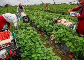 Espagne : quand les saisonnières marocaines deviennent entrepreneures