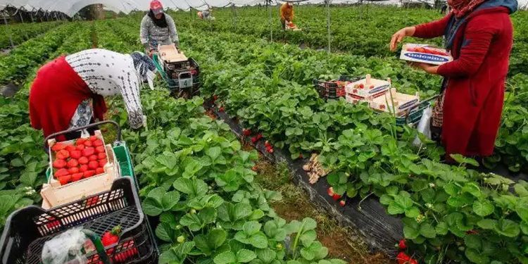 Espagne : quand les saisonnières marocaines deviennent entrepreneures